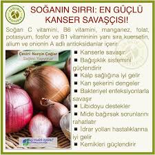 Soganin Sirr Saglikli Sogan Sifali Otlar