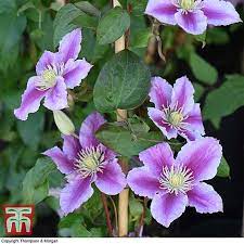 Check spelling or type a new query. Clematis Piilu Plants Thompson Morgan