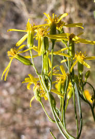 Image result for Senecio retrorsus