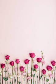 Spring blossom over blurred nature background with sunshine, banner. Rosa Rosen Auf Rosa Hintergrund Von Ruth Black Fur Stocksy United Auf Black Fur Hintergrun Flower Background Wallpaper Flower Backgrounds Pink Background