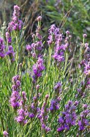 Dotted Blazing Star Liatris Native Plants Plants