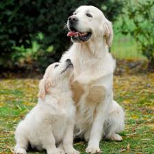 Ich hatte das noch in der schublade. News Im Video Gruner Golden Retriever Welpe Mojito Geboren Gala De