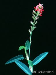 Image result for Alysicarpus zeyheri