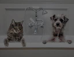 Pet Resort Grand Rapids Dog Boarding Pet Grooming Daycare More