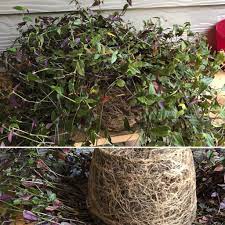Dec 06, 2019 · the cat was hospitalized, treated with intravenous fluids and given supportive care to restore her kidney function. Tradescantia Multiflora Tahitian Bridal Veil In Need Of Repotting How Do I Get Through What Feels Like Delicate Roots Should I Divide It It S In A 10in Pot Already A Lot Of