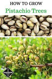 Grow Your Own Pistachio Trees Growing Fruit Trees Pistachio Tree Growing Fruit