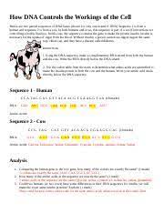 The answer to this question turned out to be simpler than one might expect. 2018 Dna To Proteins Insulin Docx Name Investigation Dna Proteins And Mutations Below Are Two Partial Sequences Of Dna Bases Shown For Only One Course Hero