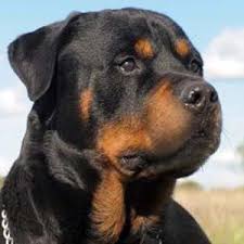 Adorable rottweiler pups for searching for loving home.very lovely and adorable. Rottweiler Puppies Rottpups Twitter