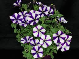 Петуния «пеппи черизе» (petunia 'peppy cerise'). Petunia Peppy Blue