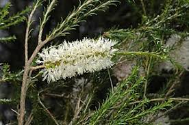 Image result for Melaleuca hamulosa