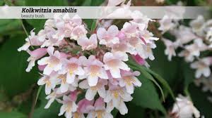 Image result for Kolkwitzia amabilis
