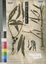 Image result for Phragmanthera