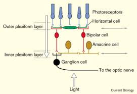 The Role Of Dopamine In Retinal Function. Elka Popova - Webvision