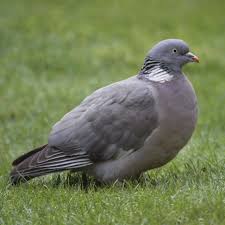 Sentada Wood Pigeon Pretty Birds Pigeon
