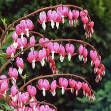 Check spelling or type a new query. Old Fashioned Bleeding Hearts Pink Michigan Bulb