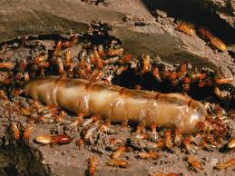 how to identify termites what do termites look like