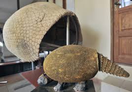 Armadillos | National Geographic