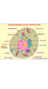 We did not find results for: I Would Like To See Diagram Of Animal Cell Brainly In