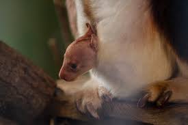 Image result for tree kangaroo