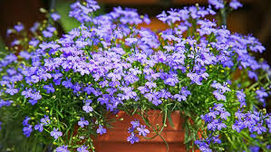 Image result for foto Lobelka