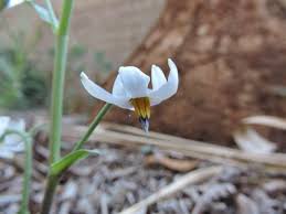 Image result for Walleria mackenziei