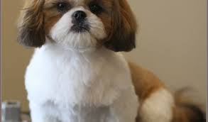 If you have a shih tzu puppy or you're expecting a new puppy to join your household, you may feel a bit overwhelmed thinking about everything that's involved in providing proper care. Shih Tzu Puppy After Grooming Teddy Bear Trim Puppy Cut Animals At Repinned Net