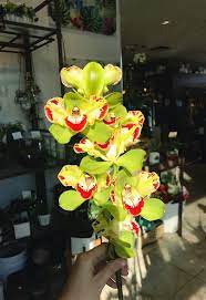 Sarahlasheo Insta Mini Cymbidium Orchid Beautiful Flowers Orchids Cymbidium Orchids