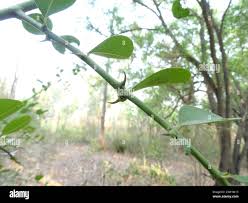 Image result for Scutia myrtina