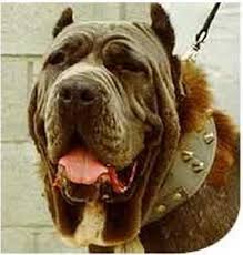 As puppies, this big breed is a different story. The Original Function Of Neapolitan Mastiffs Natural History