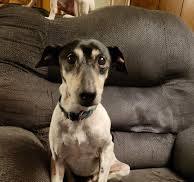 Meet st nick. He is about 10 to 12 yrs old terrier. He's the ...
