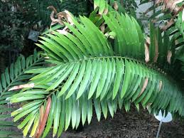 Image result for Encephalartos lebomboensis