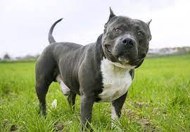 An appropriate name for a female dog who gets you out of bed before the alarm clock does. American Bully Temperament Types Best Companion Dog Breeds