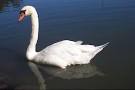 DNR: Fish & Wildlife: Mute Swans