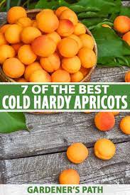 You can find a comprehensive illustrated chart for the lowest temperatures that fruit trees can typically tolerate from utah state university extension. 7 Of The Best Cold Hardy Apricot Trees Gardener S Path