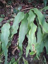 Image result for Lepisorus schraderi