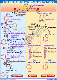 Biosynthesis Of Aromatic Amino Acids Chart