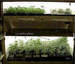 As i've shown before, a fully established bonsai mum only takes 8 inches x 8 inches. this bonsai mother, if well fed, produce 10 to 30 good cuttings every 14 days under an hid or every 20 days under fluorescent shop light. Bonsai Mothers Going The Distance Rollitup