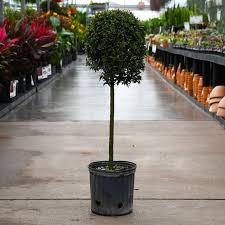 Image result for Eugenia