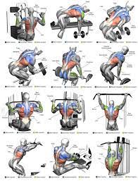 The top 5 back training mistakes muscle fitness. Top 12 Exercise For Massive Back Anatomy