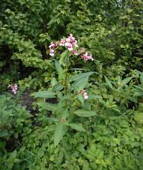 Image result for Impatiens runssorensis