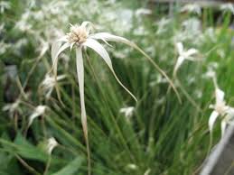 Image result for Rhynchospora eximia