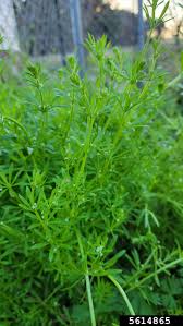Image result for Galium
