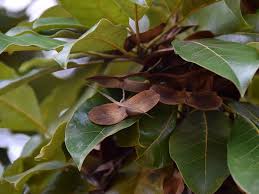 Image result for Terminalia superba