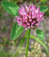 Image result for Trifolium semipilosum