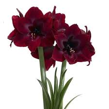 Dark Purple Amaryllis Bulbs Barbados Lily Hippeastrum Pieces Options 1 Bulbs 2 Bulbs 5 Bulbs Amaryllis Plant Amaryllis Flowers Amaryllis Bulbs