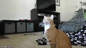 I guess i just assumed he. Cats Are Smart