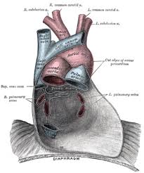 Image result for Pericardium