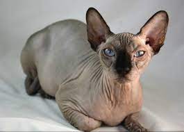 Top 10 Cat Breeds That Live The Longest