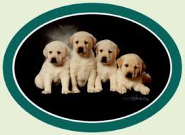 We are english labrador retriever breeders in central minnesota. Castilleja Labradors