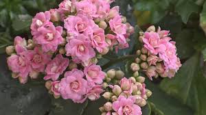 As a result they can make fantastic easy care gifts and presents for people, suiting either a home or office desk environment. How To Care For A Kalanchoe Plant Dengarden